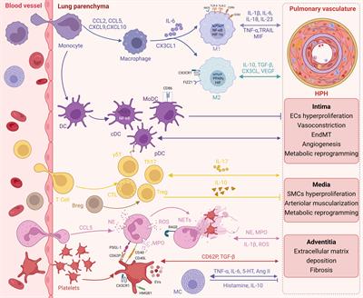 Inflammation and immunity in the pathogenesis of hypoxic pulmonary hypertension